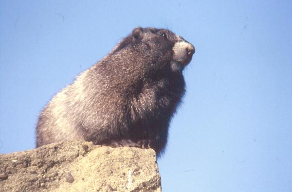 Photo of Marmota caligata by Gabor Halasz